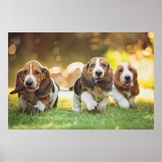 Basset Hound Puppies Running Poster Zazzle Com