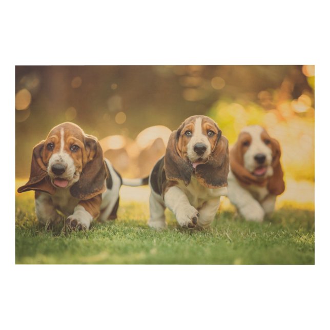 Basset Hound Puppies Running Wood Wall Art (Front)