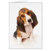 Basset hound puppy (Front)