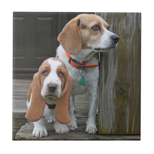 Basset Hound Puppy And Beagle Buddy Ceramic Tile