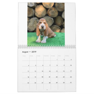 Basset hound puppy calendar