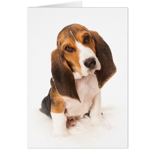 Basset hound puppy cards (Front)
