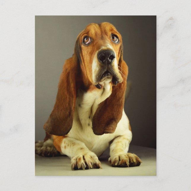 Basset Hound Puppy Dog Hello Love, Thinking of You Postcard (Front)