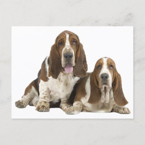 Basset Hound Puppy Dog Love Hello Thinking of You Postcard