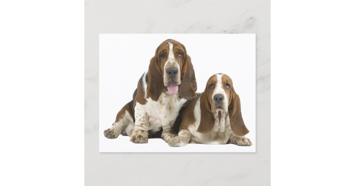 Basset Hound Puppy Dog Love Hello Thinking Of You Postcard Zazzle Com