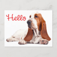 basset hound accessories