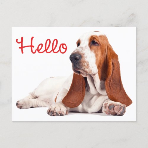 Basset Hound Puppy Dog Red Hello Thinking of You Postcard