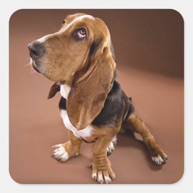 Basset Hound Puppy Dog Sticker / Label (Front)