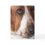 Basset Hound Puppy Greeting Card