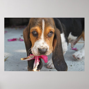 Basset Hound Puppy Poster