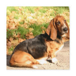 Basset Hound Sitting Invitations