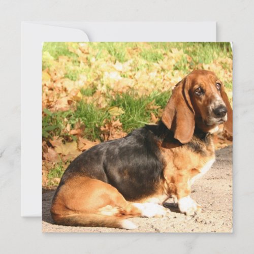 Basset Hound Sitting Invitations