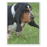 Basset Hound Temporary Tattoos