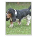 Basset Hound Temporary Tattoos