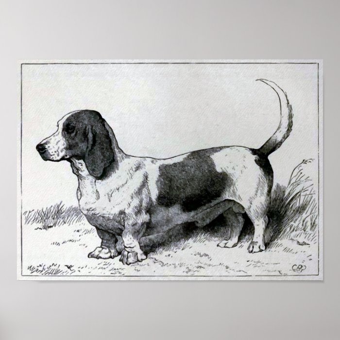 "Basset Hound" Vintage Dog Illustration Poster