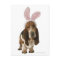 Basset hound with bunny ears