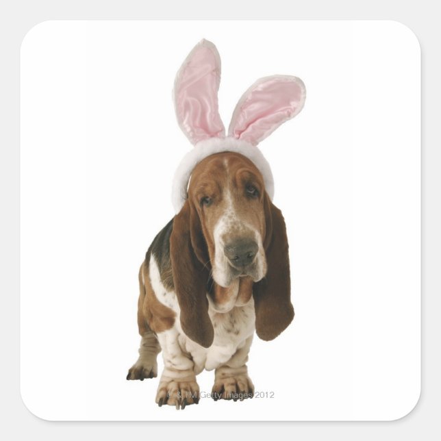 Basset hound with bunny ears square sticker (Front)