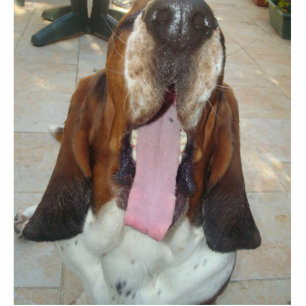 basset_hound yawning cutout