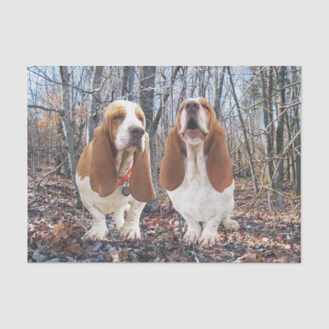 Basset Hounds in the Woods Tissue Paper (Front)