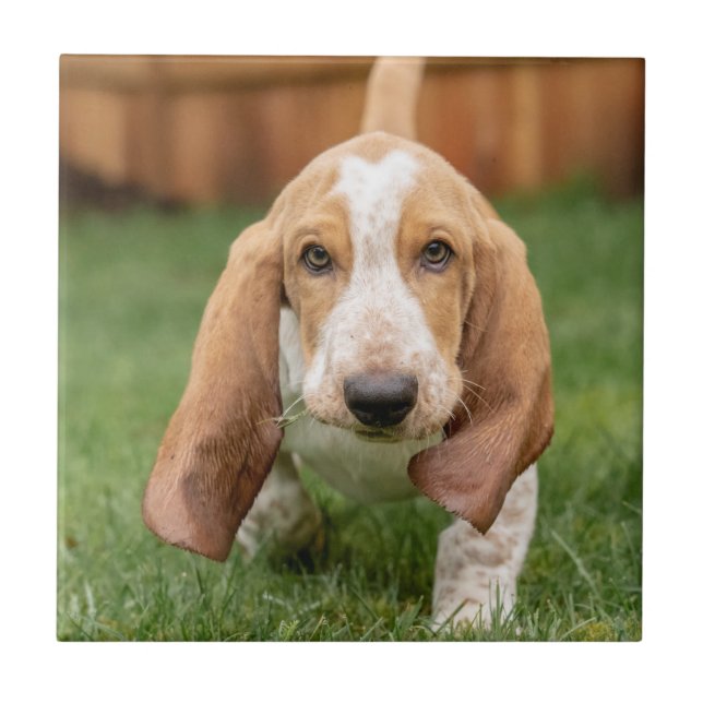 Basset Houng Puppy Walking Ceramic Tile (Front)