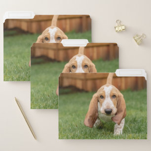 Basset Houng Puppy Walking File Folder