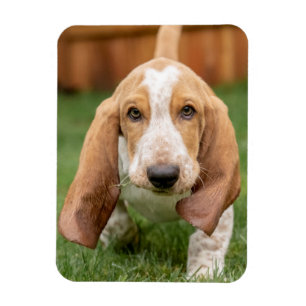 Basset Houng Puppy Walking Magnet