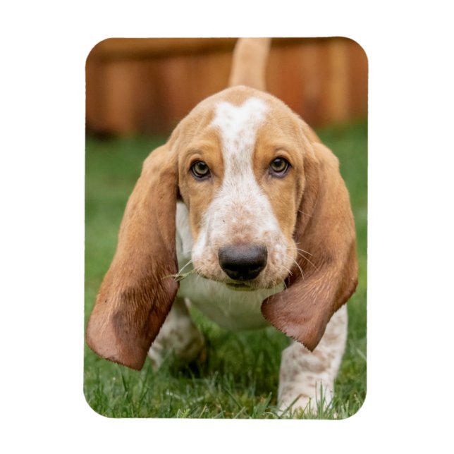 Basset Houng Puppy Walking Magnet (Vertical)