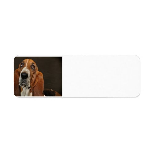 bassett hound 2 label