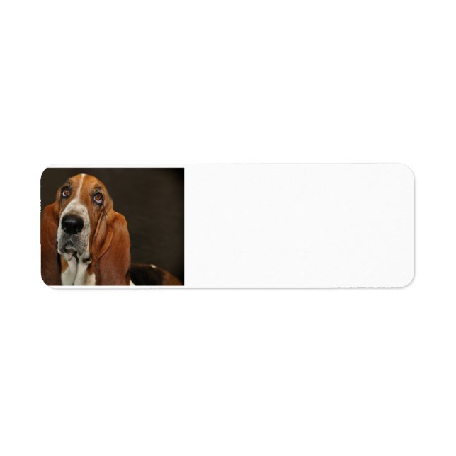 bassett hound 2 label (Front)