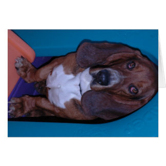 Bassett Hound Cards