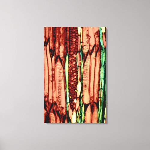 Basswood Vascular Tissue Structure Canvas Print