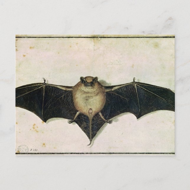 Bat, 1522 postcard (Front)