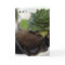 Bat Birthday Card - Birthday Accolades To you