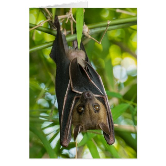Bat Cards (Front)