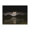 Bat drinking in flight, Arizona