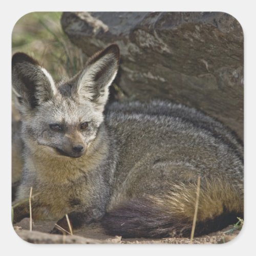 Bat_eared Fox Otocyon megalotis Masai Mara Square Sticker
