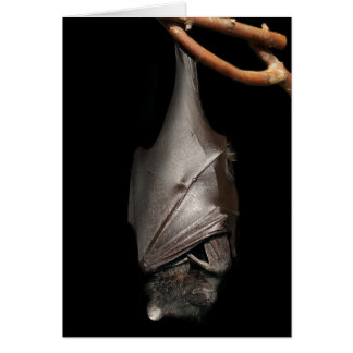 Bat on Black Cards