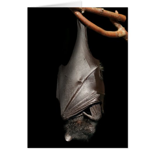 Bat on Black Cards (Front)