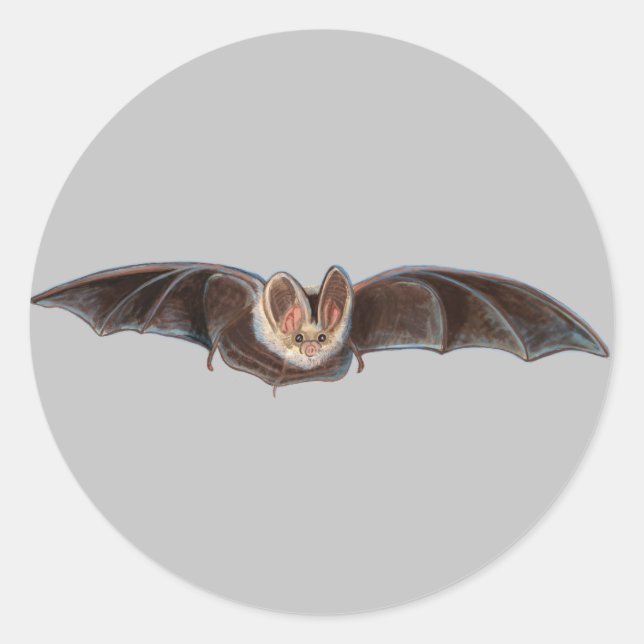 Bat Pipistrellus pipistrellus Illustration Gray Classic Round Sticker (Front)