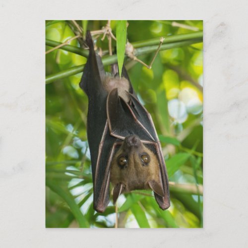 Bat Postcard