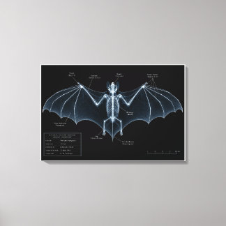 Bat Skeleton X-Ray Museum Specimen Canvas Print