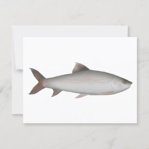 Bata Postcard