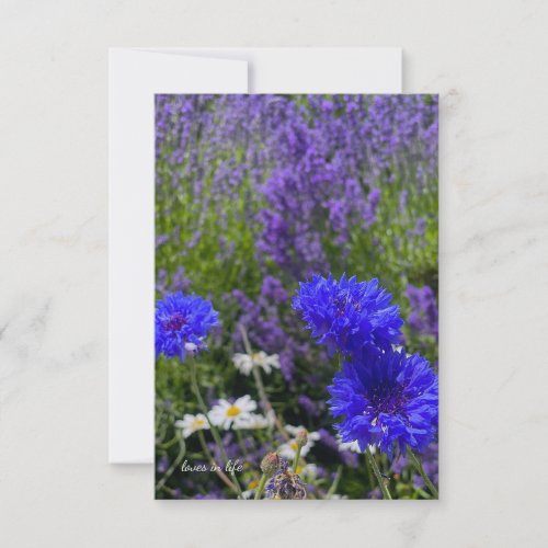 Batchelor Buttons  Lavender Note Card