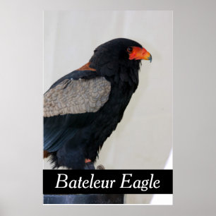 Bateleur Eagle Poster