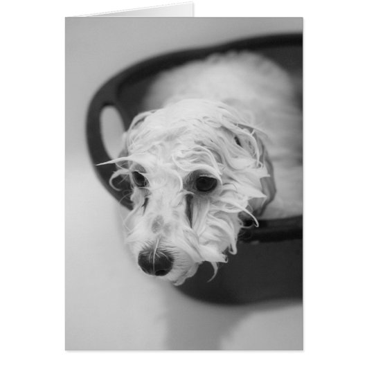 Bath Day Cards (Front)