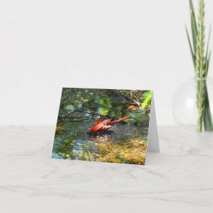Bath Time in Red (Cardinal #1) - Blank Note Card