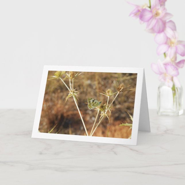 Bath White Butterfly, Pontia Daplidice Card (Orchid)