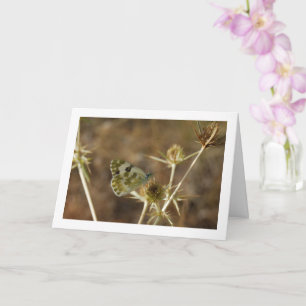 Bath White Butterfly, Pontia Daplidice Card