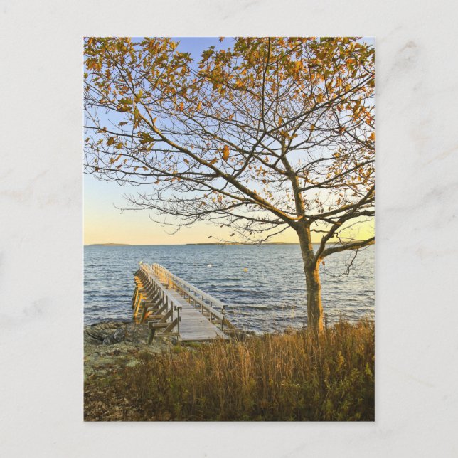 Bathed in Golden Light Postcard (Front)