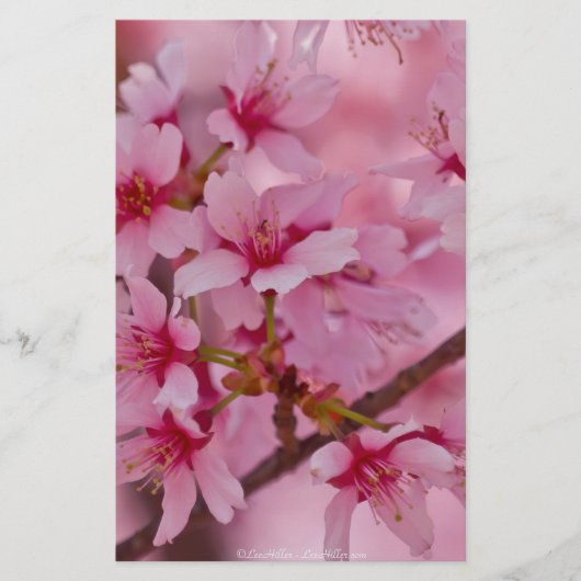 Bathed in Pink Japanese Cherry Blossoms (Front)